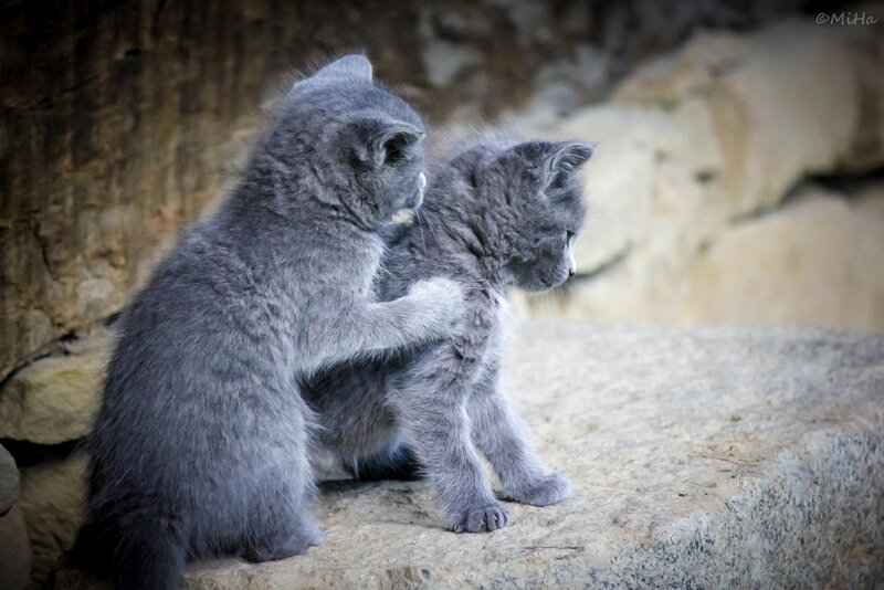 Two Gray Kittens — Calm, Photograph, Rocks