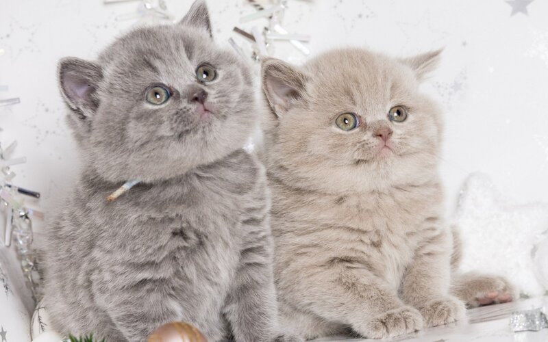 Two Gray Kittens — Calm, Photograph, Stars