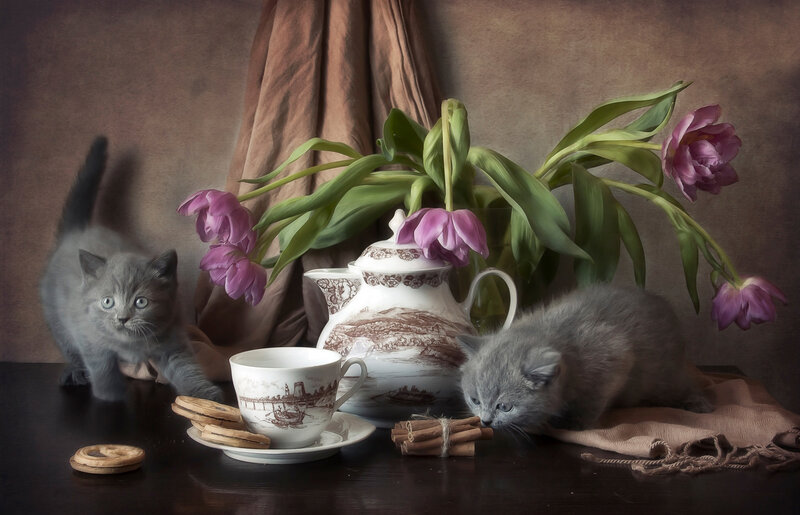Two Gray Kittens — Calm, Photograph, Teacup