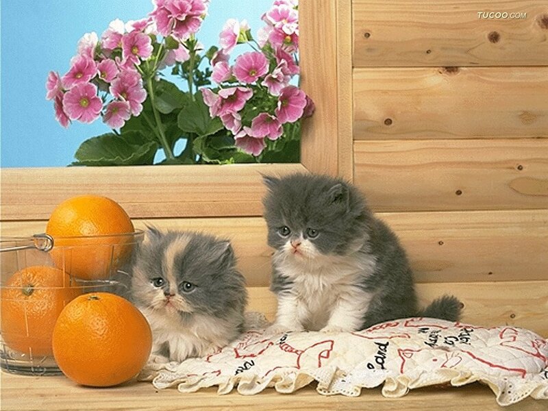 Two Gray Kittens — Calm, Photograph