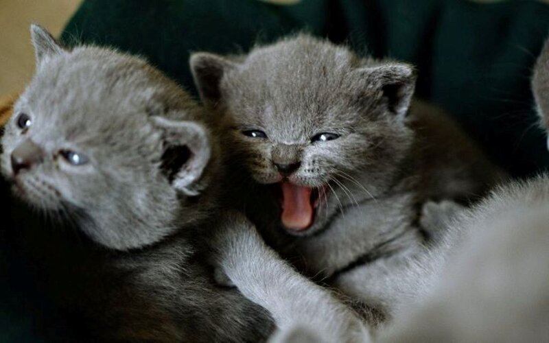 Two Gray Kittens — Calm, Photograph, Yawning