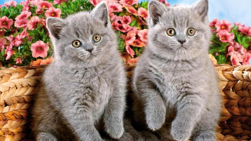 Two Gray Kittens — Calm, Spring, Photograph, Flowers, Basket