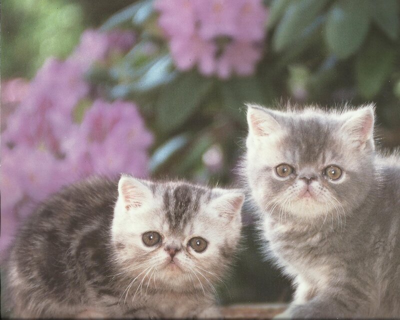 Two Gray Kittens — Calm, Spring, Photograph, Flowers