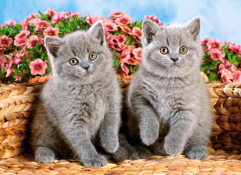 Two Gray Kittens — Calm, Spring, Photograph