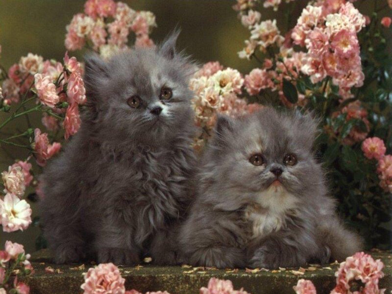 Two Gray Kittens — Calm, Spring