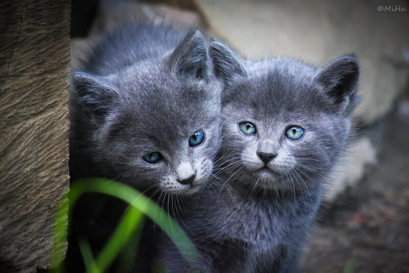 Two Gray Kittens — Curious, Photograph