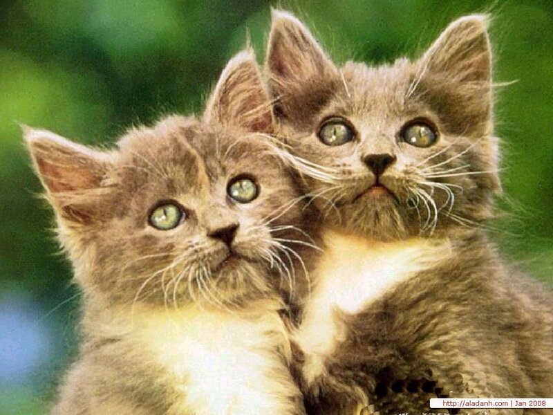 Two Gray Kittens — Curious