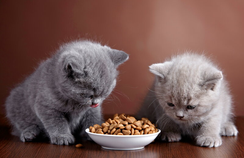 Two Gray Kittens Eating