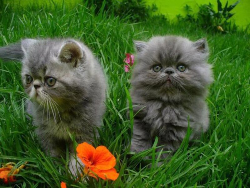 Two Gray Kittens — Green, Calm