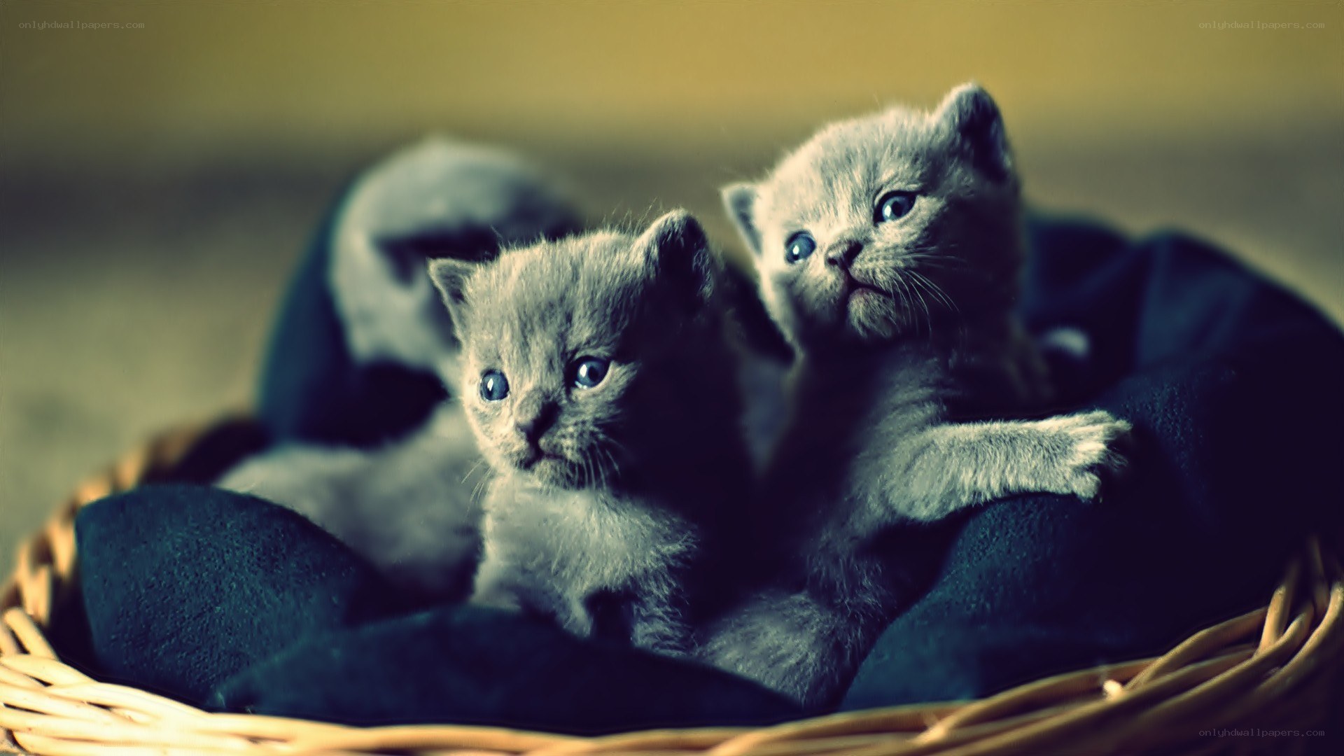 two gray kittens in a basket