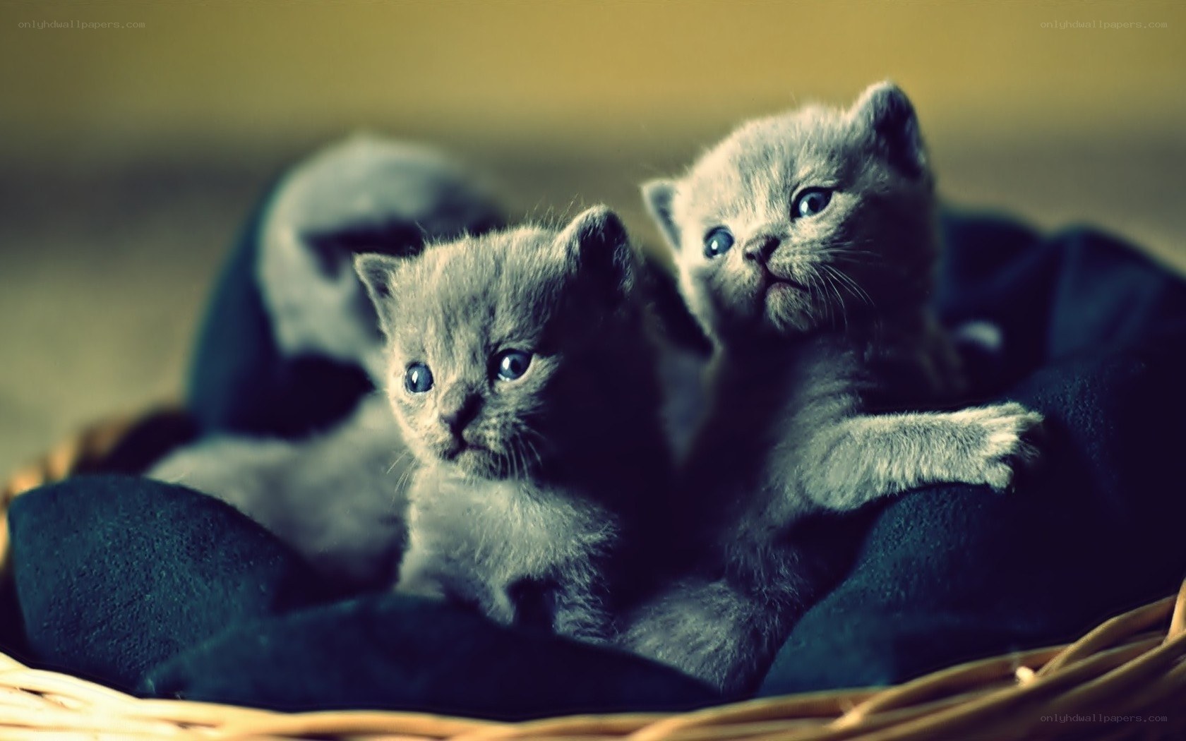Two gray kittens in a basket