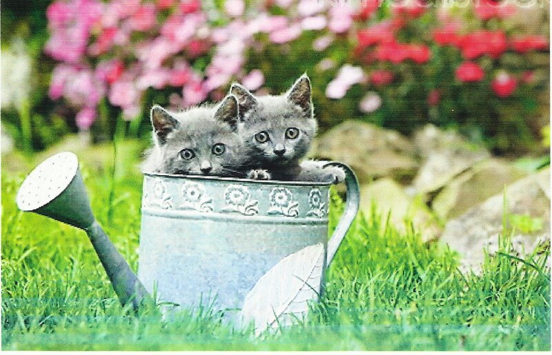 Two Gray Kittens in a Bucket — Green