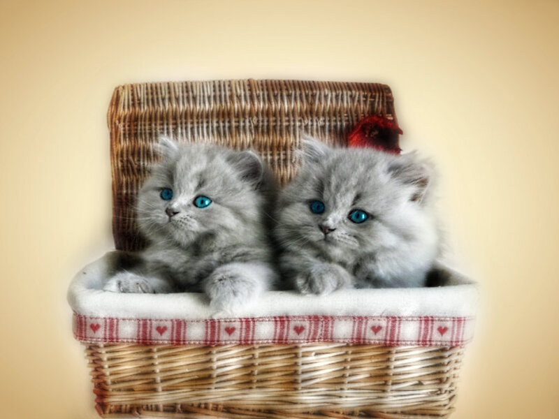 Two Gray Kittens in Basket — Calm