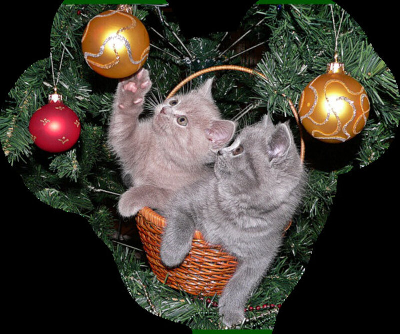 Two Gray Kittens in Basket — Green
