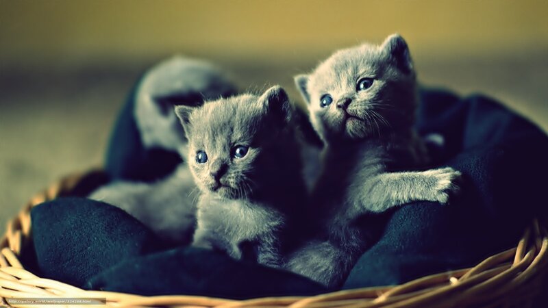 two gray kittens in basket