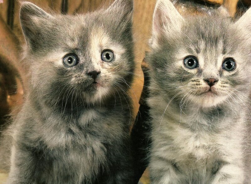 Two Gray Kittens — Innocent, Photograph