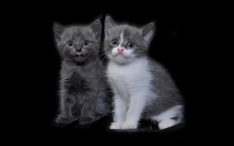 Two Gray Kittens — Innocent