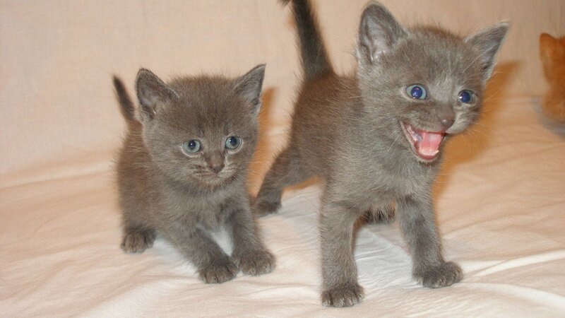 two gray kittens on a blanket
