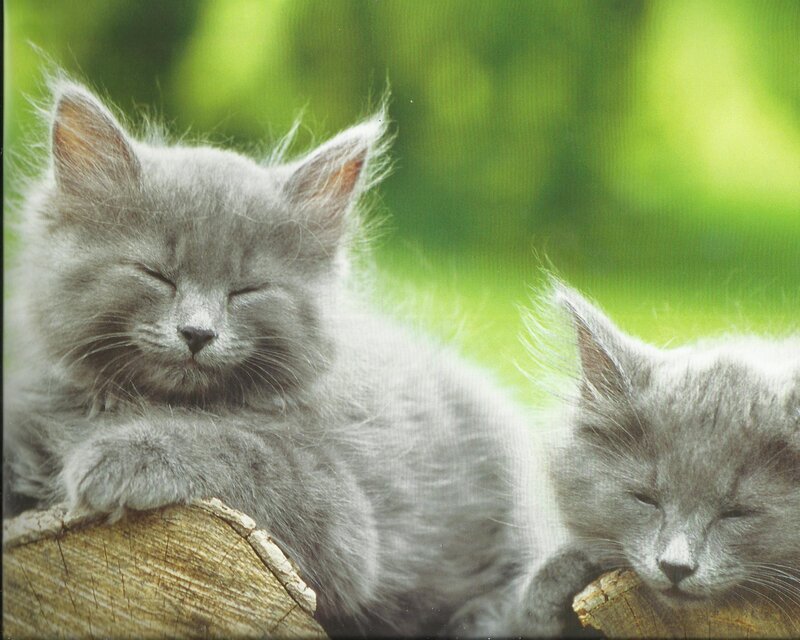 Two Gray Kittens — Peaceful