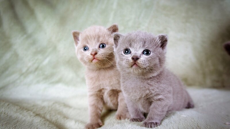 Two Gray Kittens — Photograph