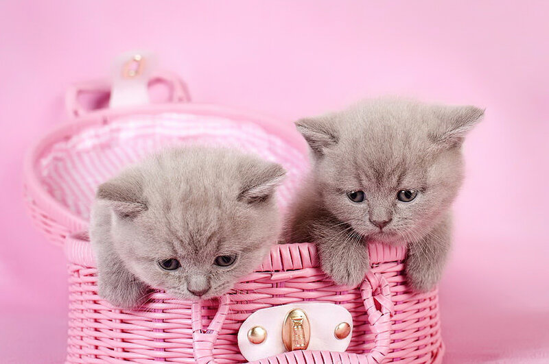 Two Gray Kittens — Pink