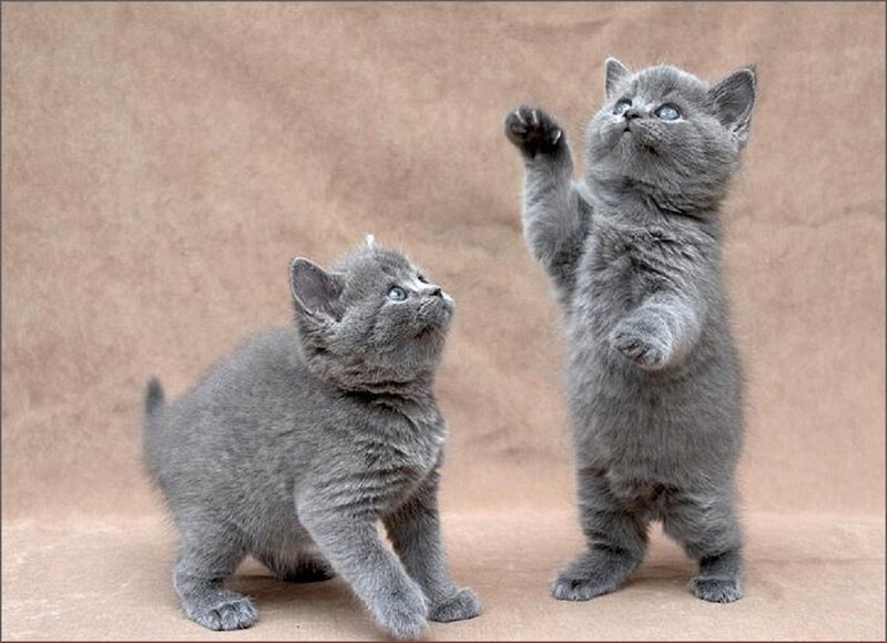 Two Gray Kittens — Playful