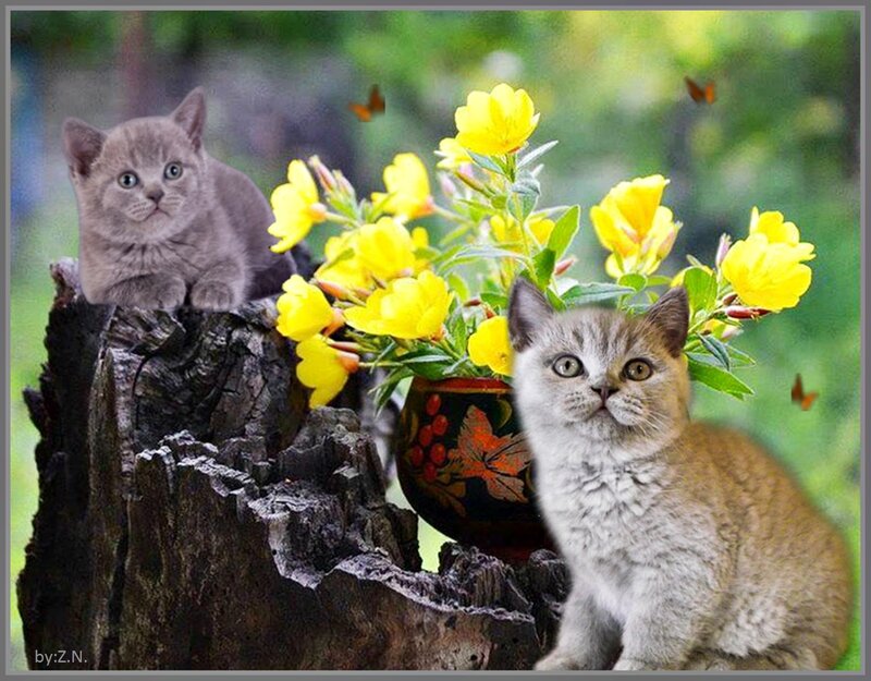 Two Gray Kittens — Serene
