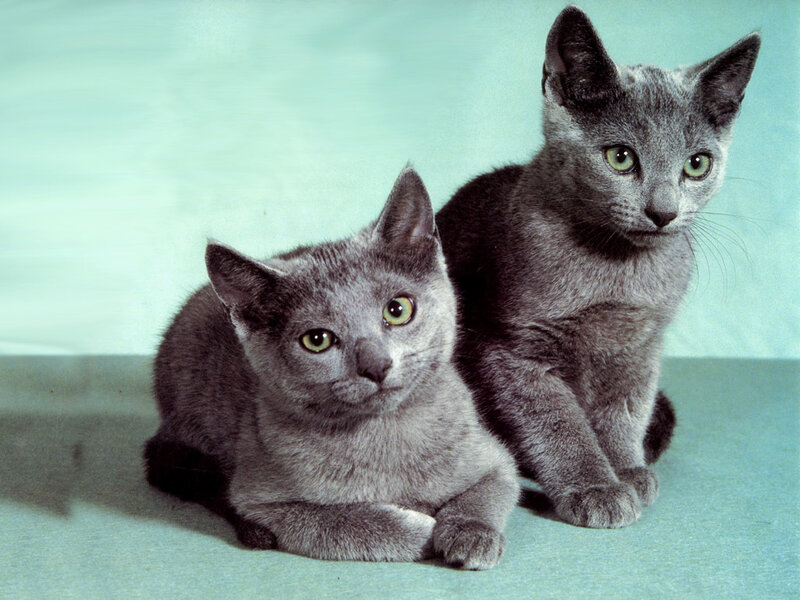 Two Gray Kittens