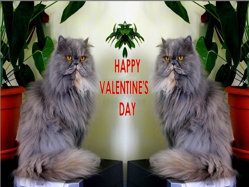 Two Gray Persian Cats