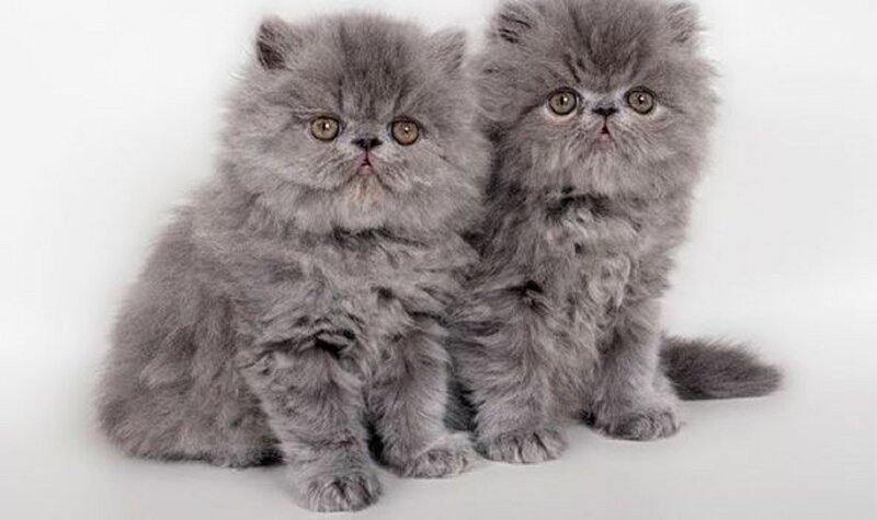 Two Gray Persian Kittens