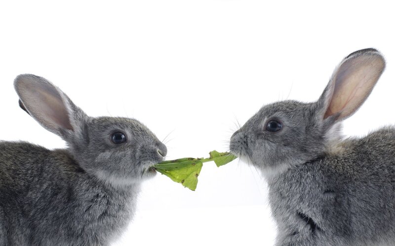 Two Gray Rabbits — Calm