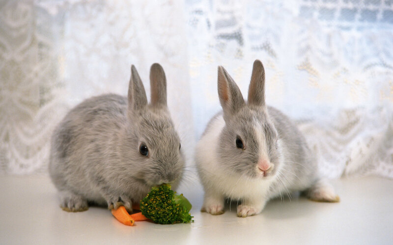 Two Gray Rabbits Eating