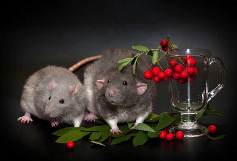Two Gray Rats