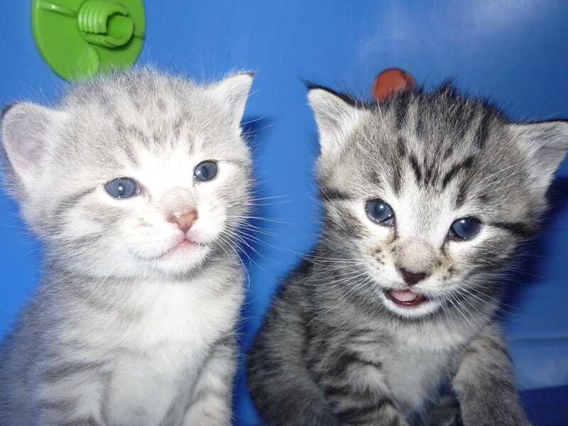 Two Gray Tabby Kittens — Blue