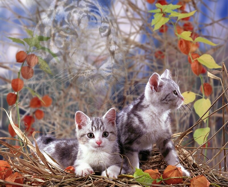 Two Gray Tabby Kittens — Calm, Autumn