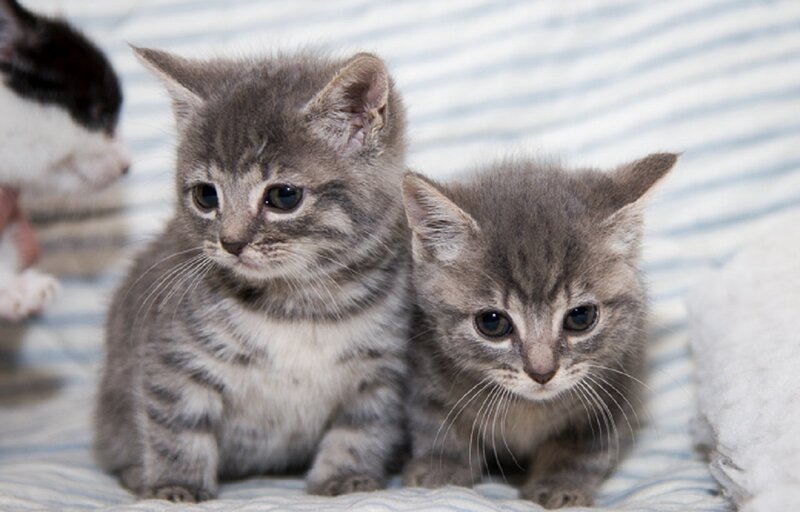 Two Gray Tabby Kittens — Calm, Photograph, Bedding