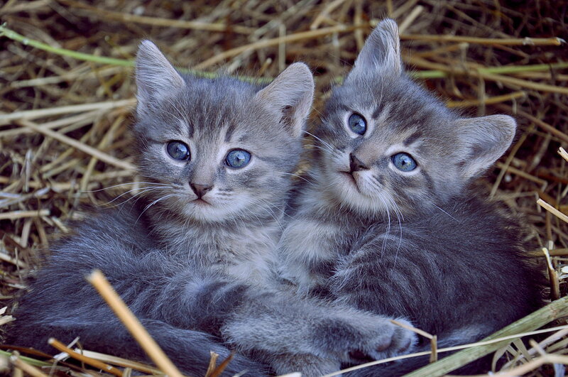 Two Gray Tabby Kittens — Calm, Photograph, Straw