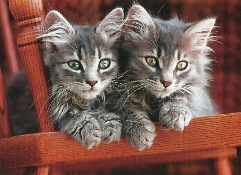 Two Gray Tabby Kittens — Calm, Photograph