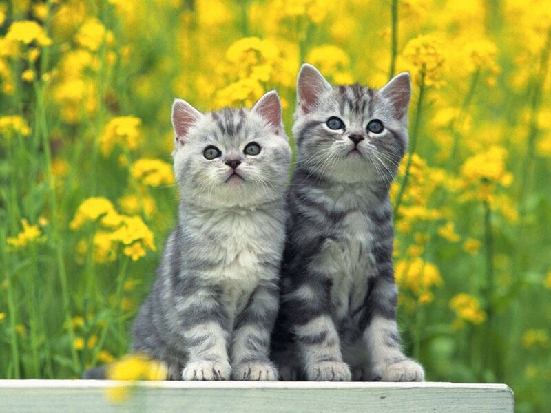 Two Gray Tabby Kittens — Calm