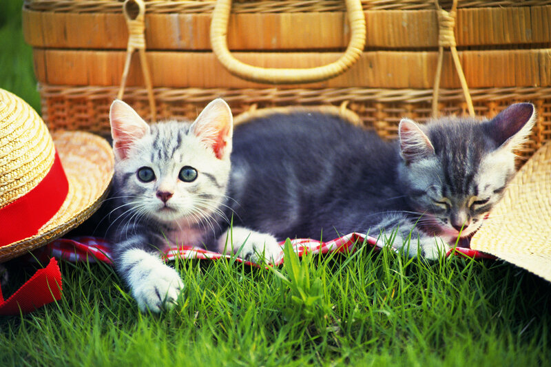 Two Gray Tabby Kittens — Green