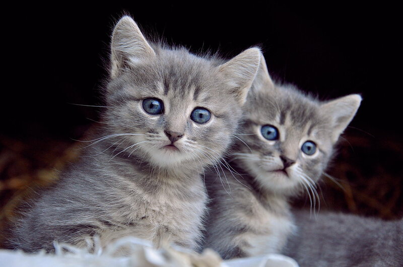 Two Gray Tabby Kittens — Innocent