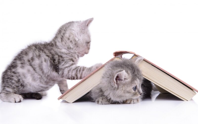 Two Gray Tabby Kittens — Playful, Photograph
