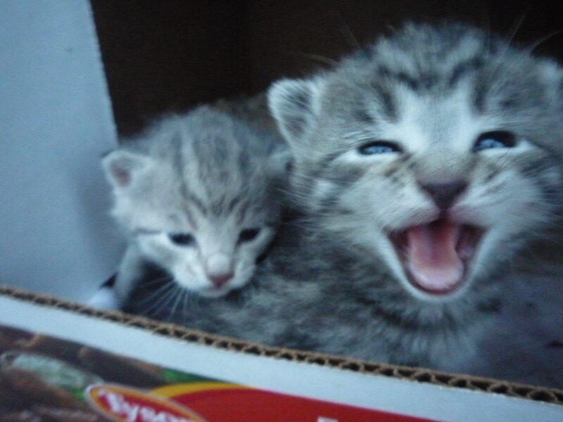 Two Gray Tabby Kittens — Playful