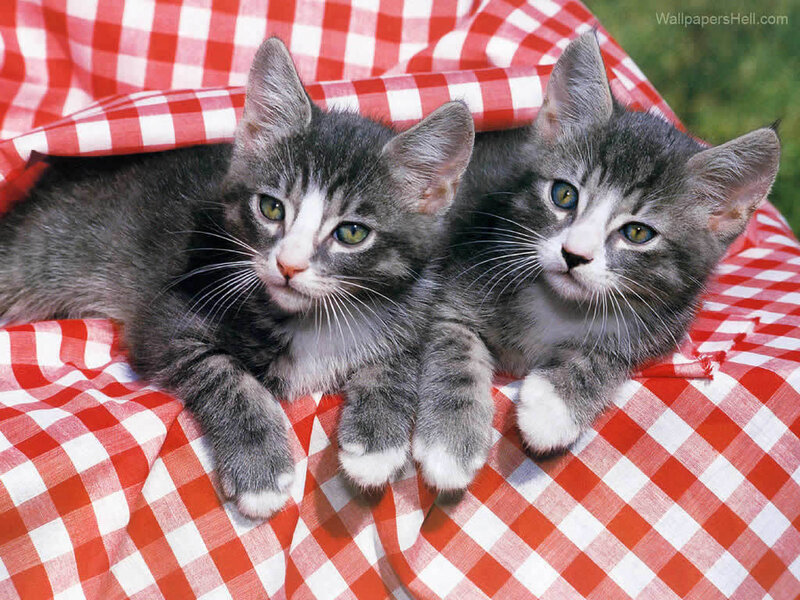 Two Gray Tabby Kittens — Red
