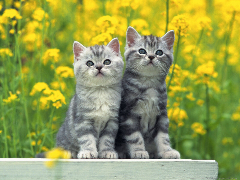 Two Gray Tabby Kittens — Yellow