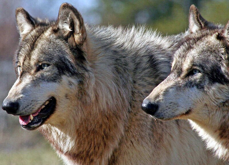Two Gray Wolves — Alert, Afternoon, Photograph