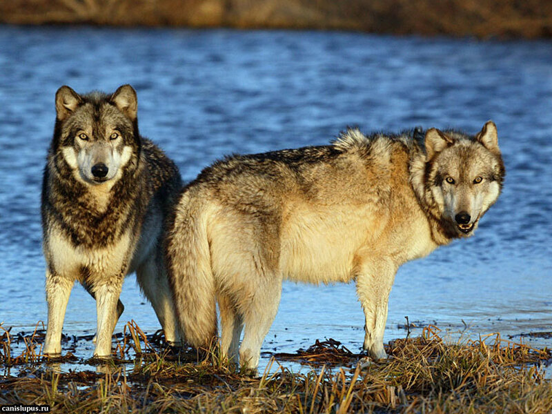 Two Gray Wolves — Alert, Afternoon