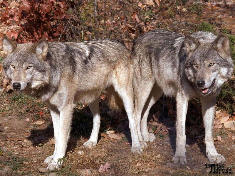 Two Gray Wolves — Alert, Autumn, Photograph