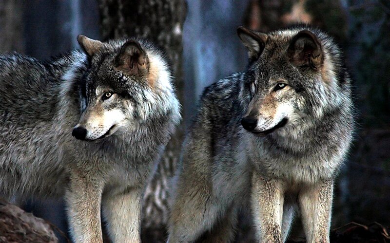 Two Gray Wolves — Alert, Night