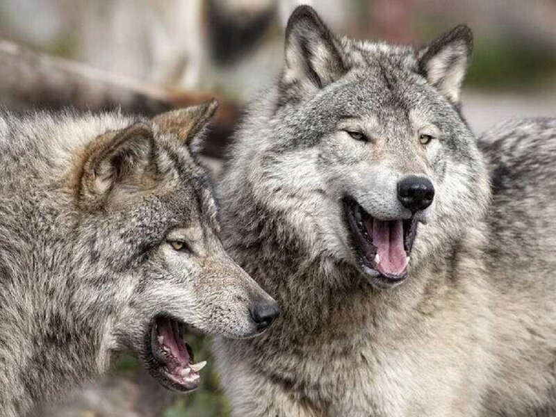 Two Gray Wolves — Alert, Photograph, Open Mouths